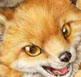化ケモノ