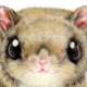 げっ歯目タワー（ハムスター、シマリス、モモンガ）