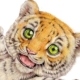 ベビータイガー