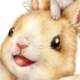 うさぎ